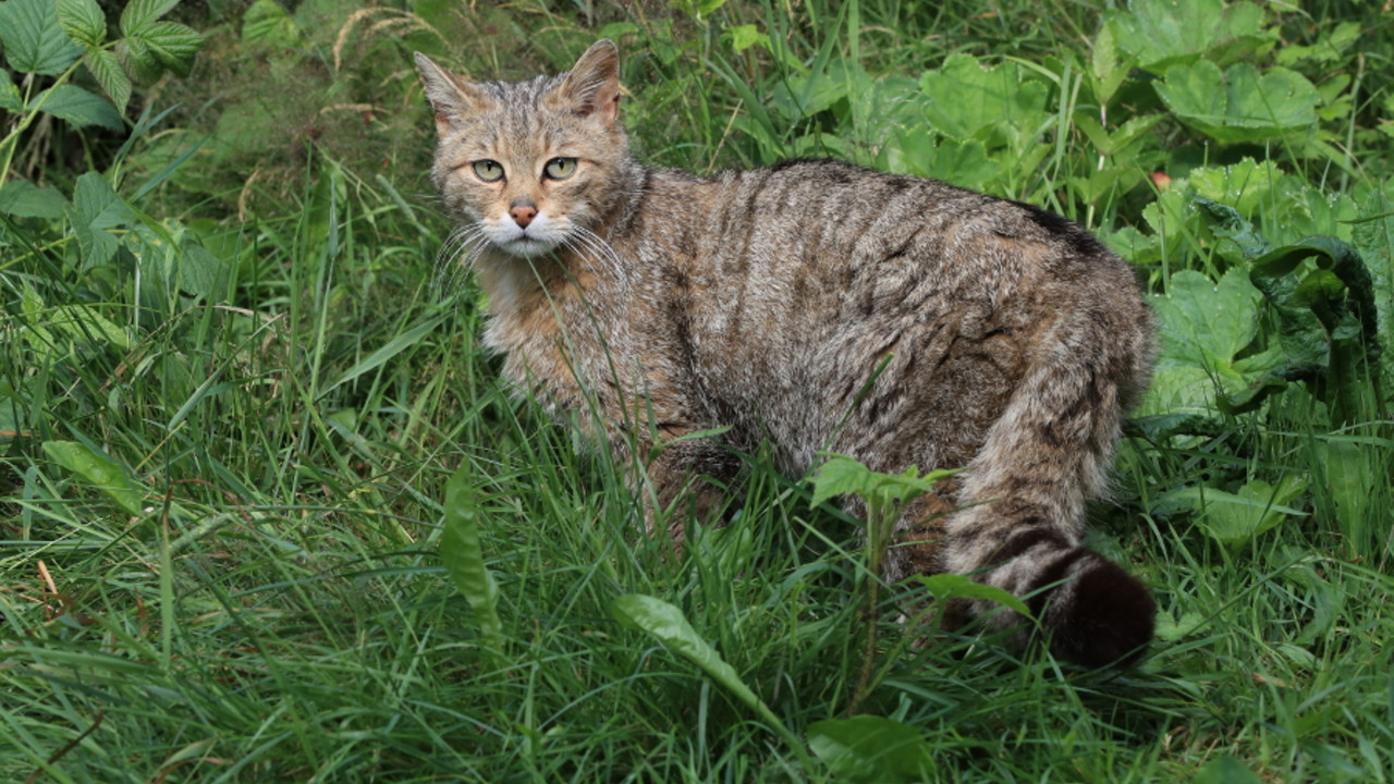 Wildkatze