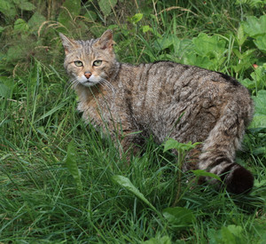 Wildkatze