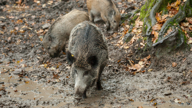 Erwin Manz: „Afrikanische Schweinepest ist keine gesundheitliche Gefahr für Menschen“