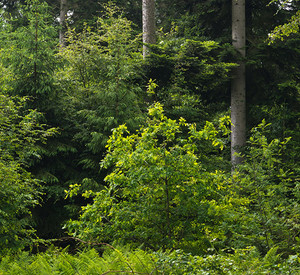 Mischwald im Frühling