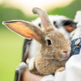 Ein Kaninchen auf den Arm nehmen? Die Schokolade mit dem Hund teilen? Keine gute Idee!