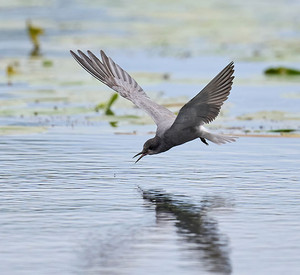 Trauerseeschwalbe