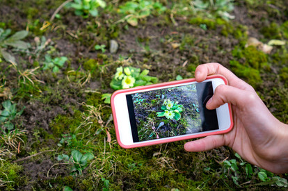 Auf Display von Smartphone ist Blume zu erkennen