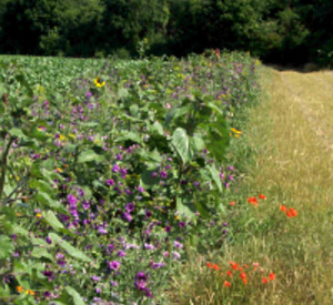 Blühstreifen am Feldrand. Foto: Inge Unkel
