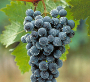 Dornfelder, Foto: Deutsches Weininstitut