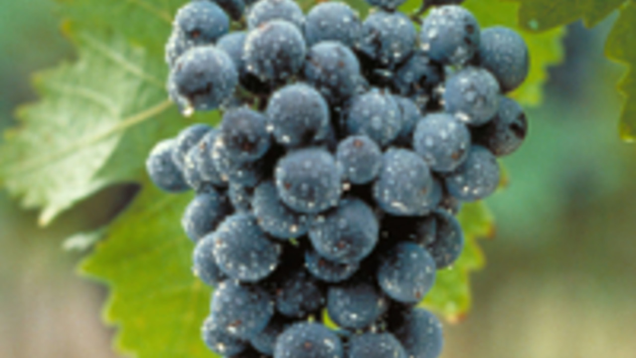 Dornfelder, Foto: Deutsches Weininstitut Dornfelder, Foto: Deutsches Weininstitut