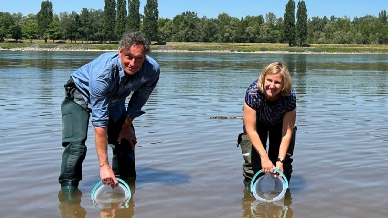 Umweltministerin Katrin Eder und Dr. Andreas Scharbert vom Rheinischen Fischereiverband stehen nebeneinander im Fluss und Tauchen zwei Eimer vorsichtig ein. Im Hintergrund ist das Ufer mit Bäumen zu sehen.