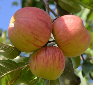 Äpfel am Baum