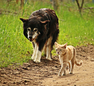 Hund und Katze