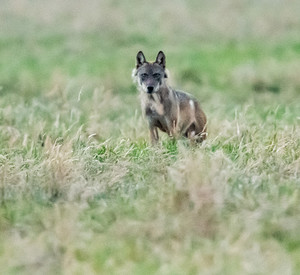 Wolf "Billy"