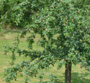 Streuobstwiese