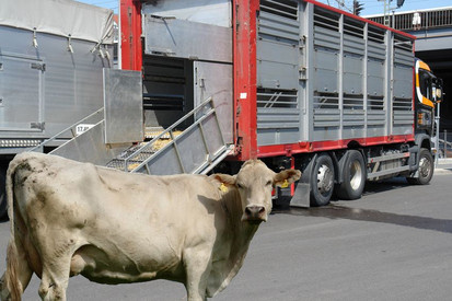 Rind vor einem Tiertransporter