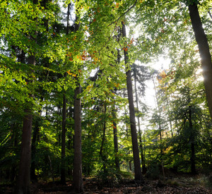 Herbstwald