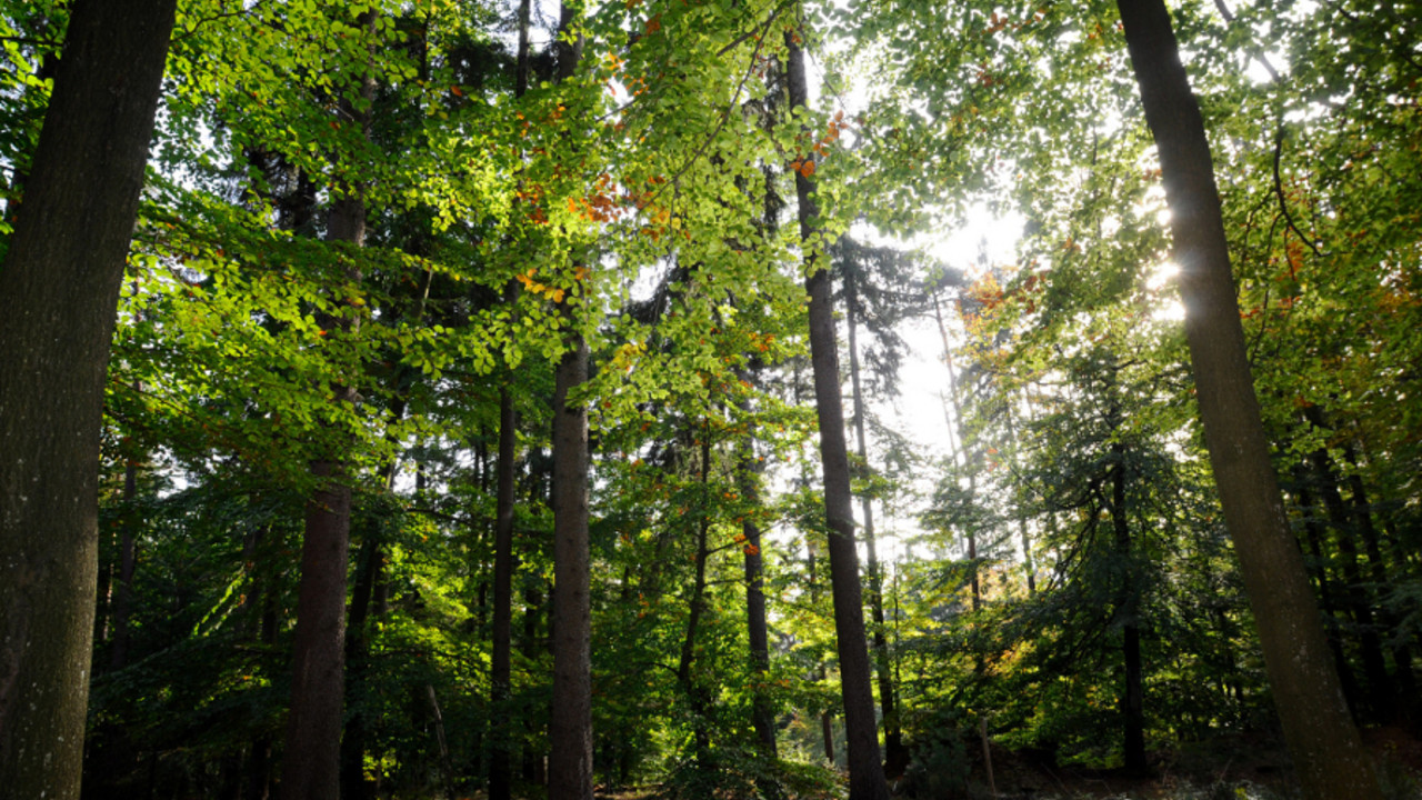 Herbstwald