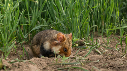 Katrin Eder: „Artenschutz bedeutet Stärkung unserer Lebensgrundlagen. Dank Schutzmaßnahmen gibt es wieder mehr Feldhamster“
