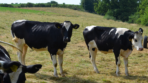 Rinderseuche BHV-1: Erleichterungen bei Überwachungsuntersuchungen aufgrund langjähriger Seuchenfreiheit