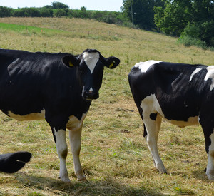Rinder auf einer Weide