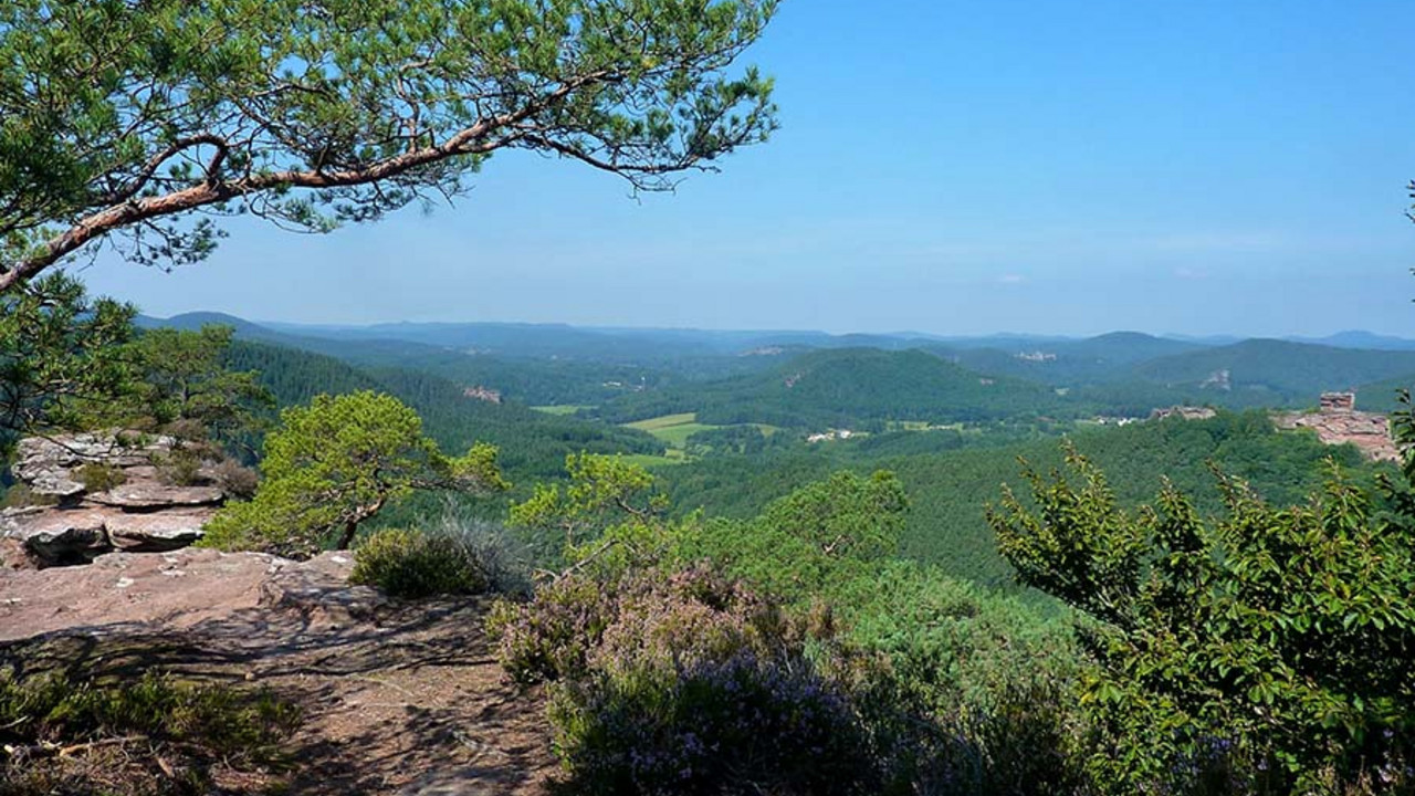 Buchkammernfels im Biospärenreservat Pfälzerwald-Nordvogesen
