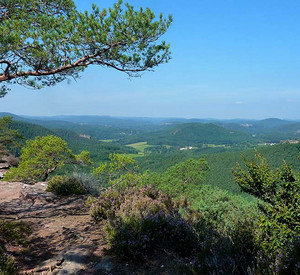 Buchkammernfels im Biospärenreservat Pfälzerwald-Nordvogesen