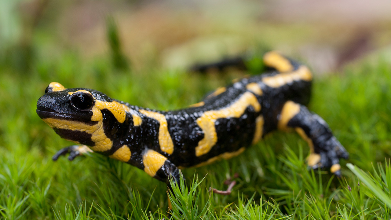 Feuersalamander