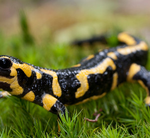 Feuersalamander