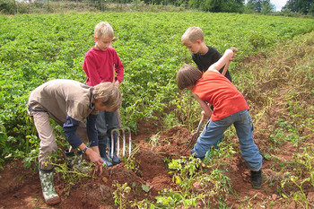 Kinder ernten Kartoffeln