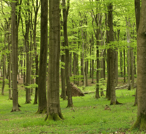 Buchenwald im Frühjahr