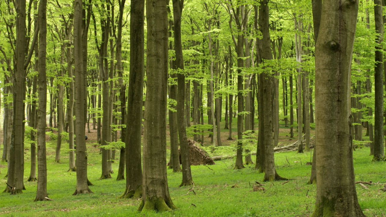 Buchenwald im Frühjahr