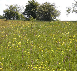 Wiese nahe Zilsdorf in der Vulkaneifel