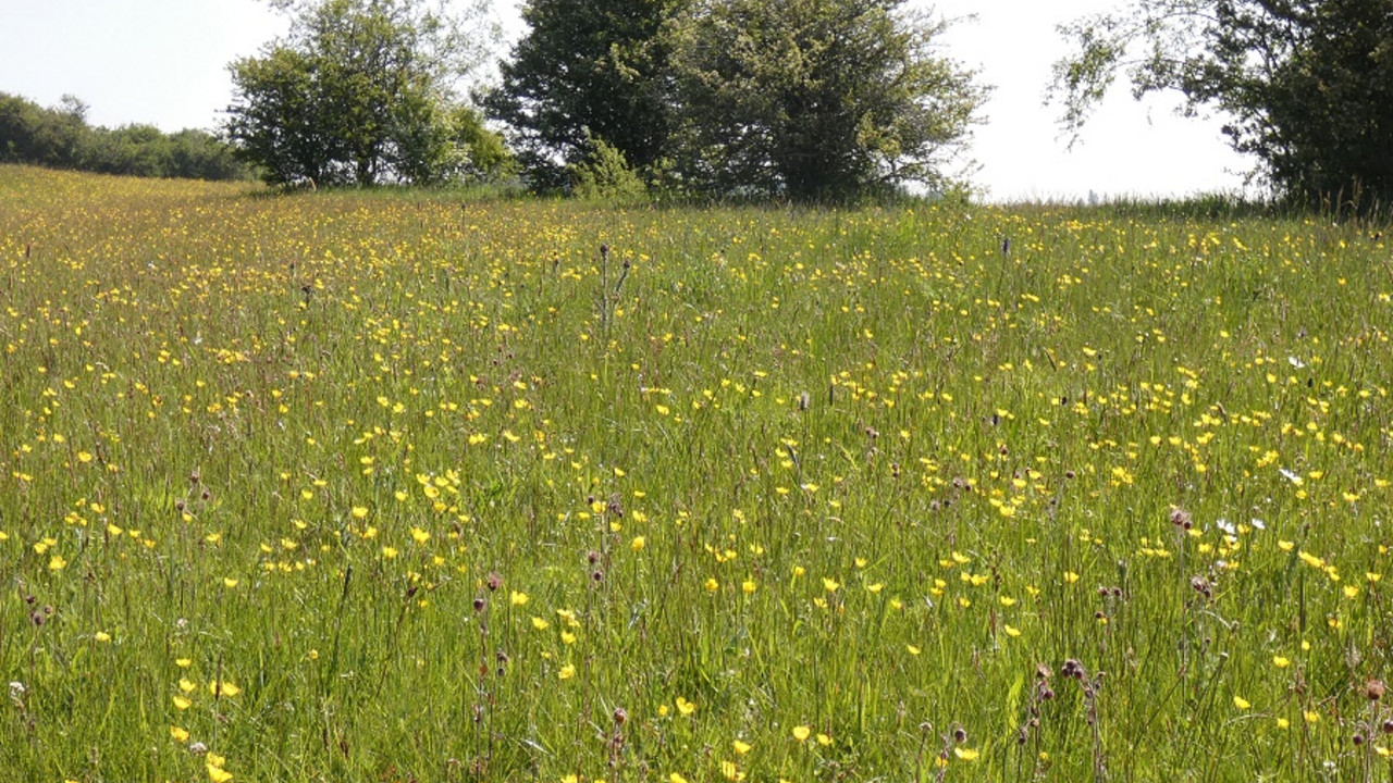 Wiese nahe Zilsdorf in der Vulkaneifel