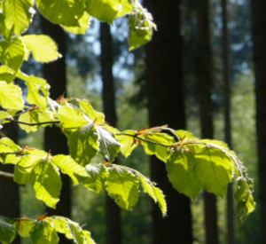 Buchenzweig, Foto: Landesforsten Rheinland-Pfalz