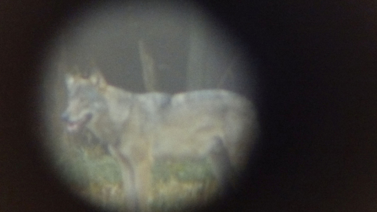 Der Wolf, der bei Neustadt/Wied gesichtet wurde.