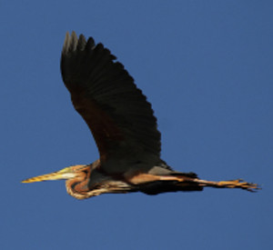 Purpurreiher im Flug, Foto: DirkR - Fotolia.com