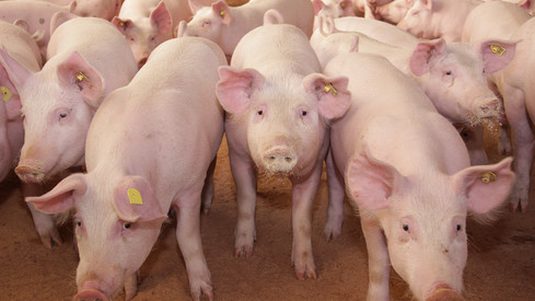 Erwin Manz: „Die verpflichtende Tierhaltungskennzeichnung sorgt für Transparenz hinsichtlich der Haltungsform bei Schweinen“
