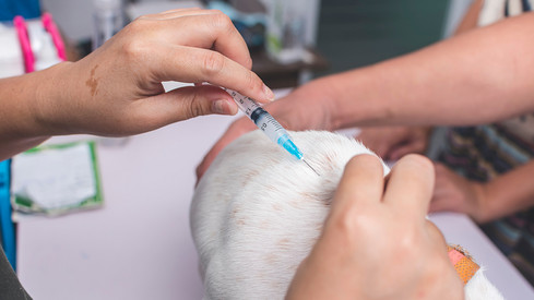 Umweltministerium appelliert, Hunde und Katzen weiterhin gegen Tollwut zu impfen