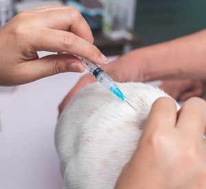 A veterinarian injects the back of a mixed breed puppy with a 5 in 1 or rabies vaccine while a nurse keeps him still. A dog getting a vaccination shot at the veterinarian clinic. Ein Hund wird gegen die Tollwut geimpft