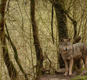 Wolf