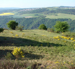 Dörscheider Heide