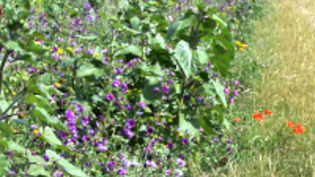 Blühstreifen am Feldrand Blühstreifen am Feldrand