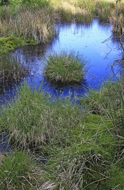 Johannisbruch im Nationalpark Hunsrück-Hochwald