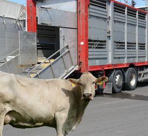 Rind vor Tiertransportfahrzeug