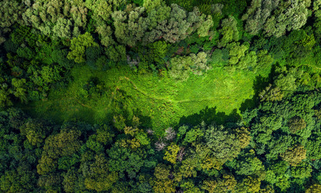 Luftbild auf Wald mit grüner Lichtung