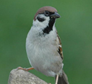 Feldsperling, Foto: Heinz Stetzuhn