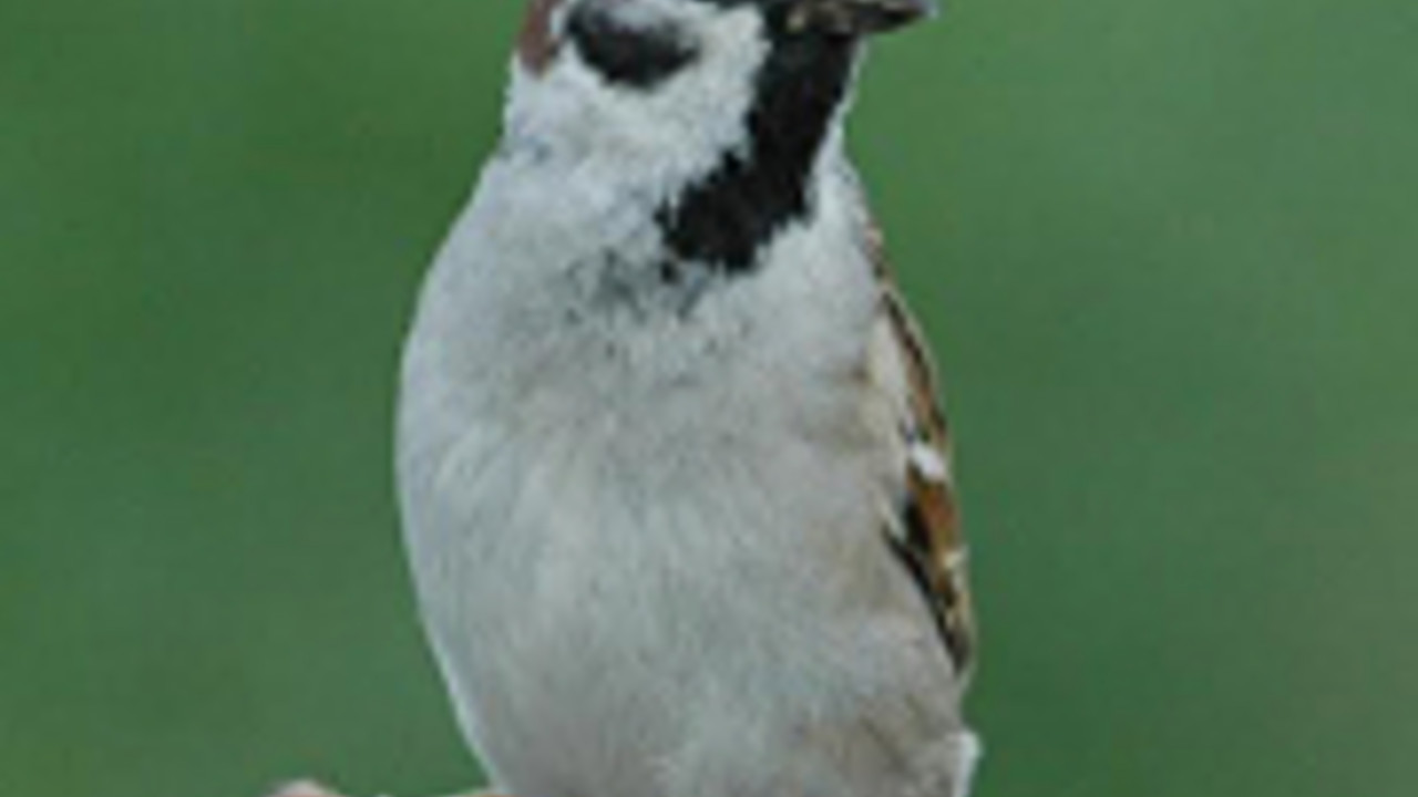 Feldsperling, Foto: Heinz Stetzuhn Feldsperling, Foto: Heinz Stetzuhn