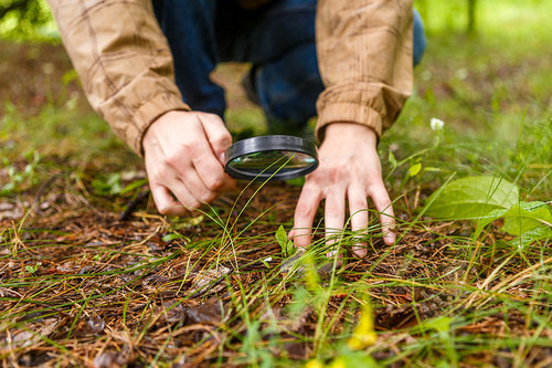 Mann mit Lupe untersucht eine Pflanze auf dem Boden