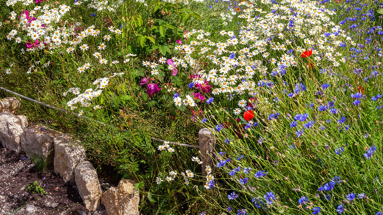 Naturnah gestaltete und bepflanzte Fläche