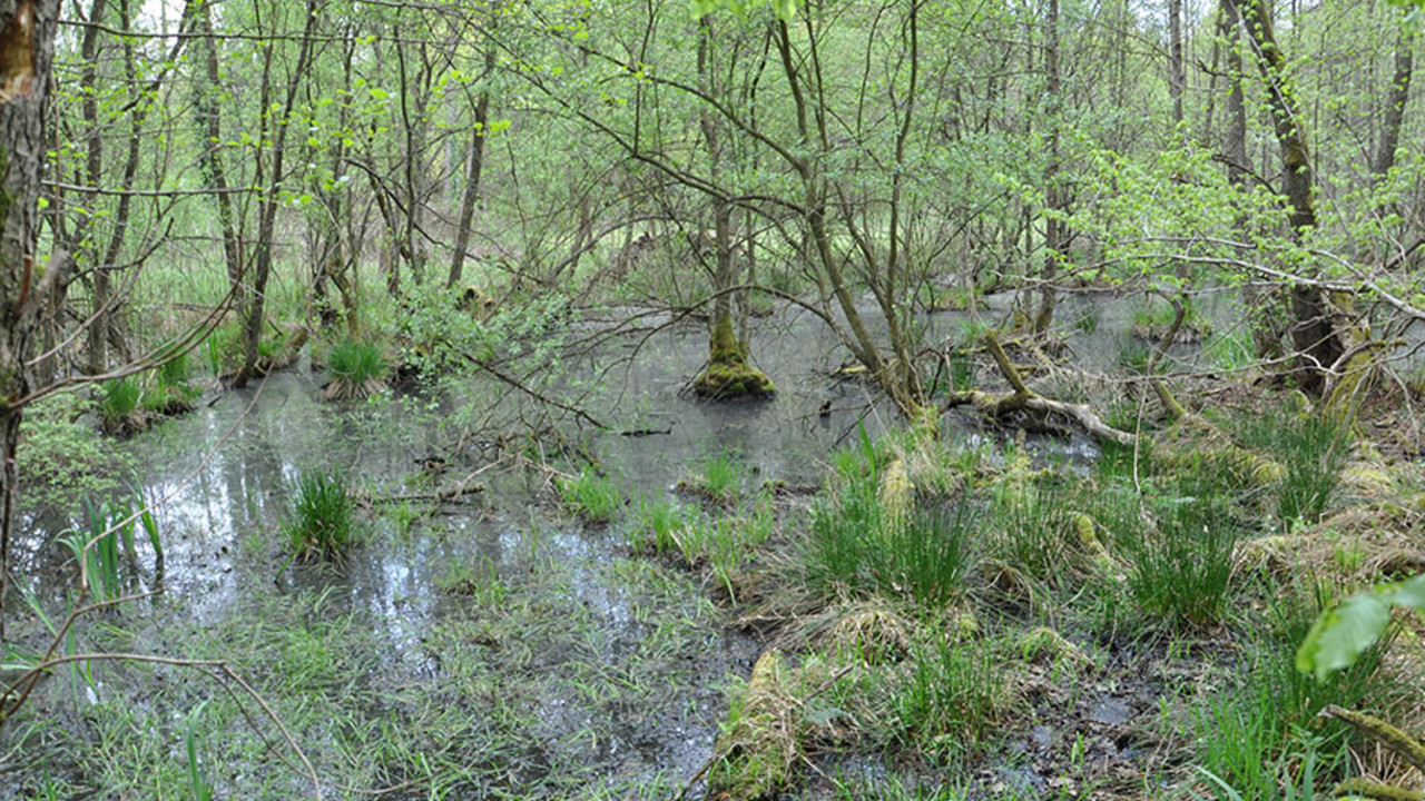 Lautermoor im Bienwald