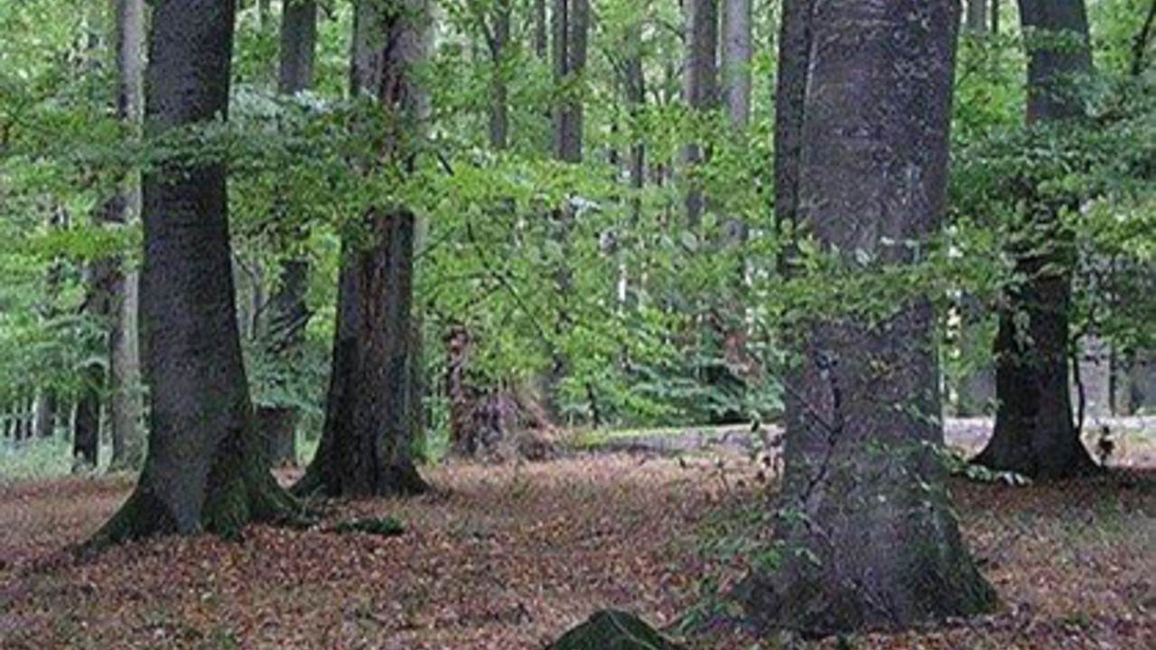 Naturwaldreservat Nauberg