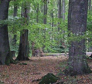 Naturwaldreservat Nauberg