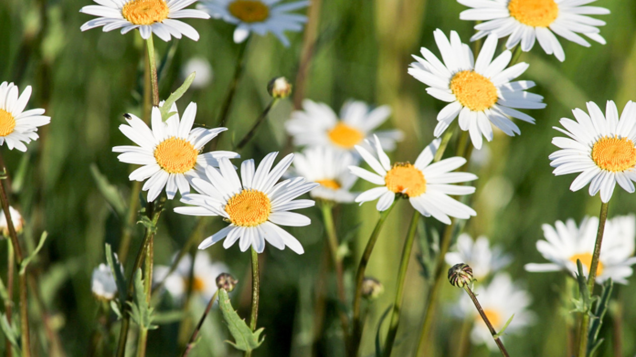 Gänseblümchen auf einer Wiese
